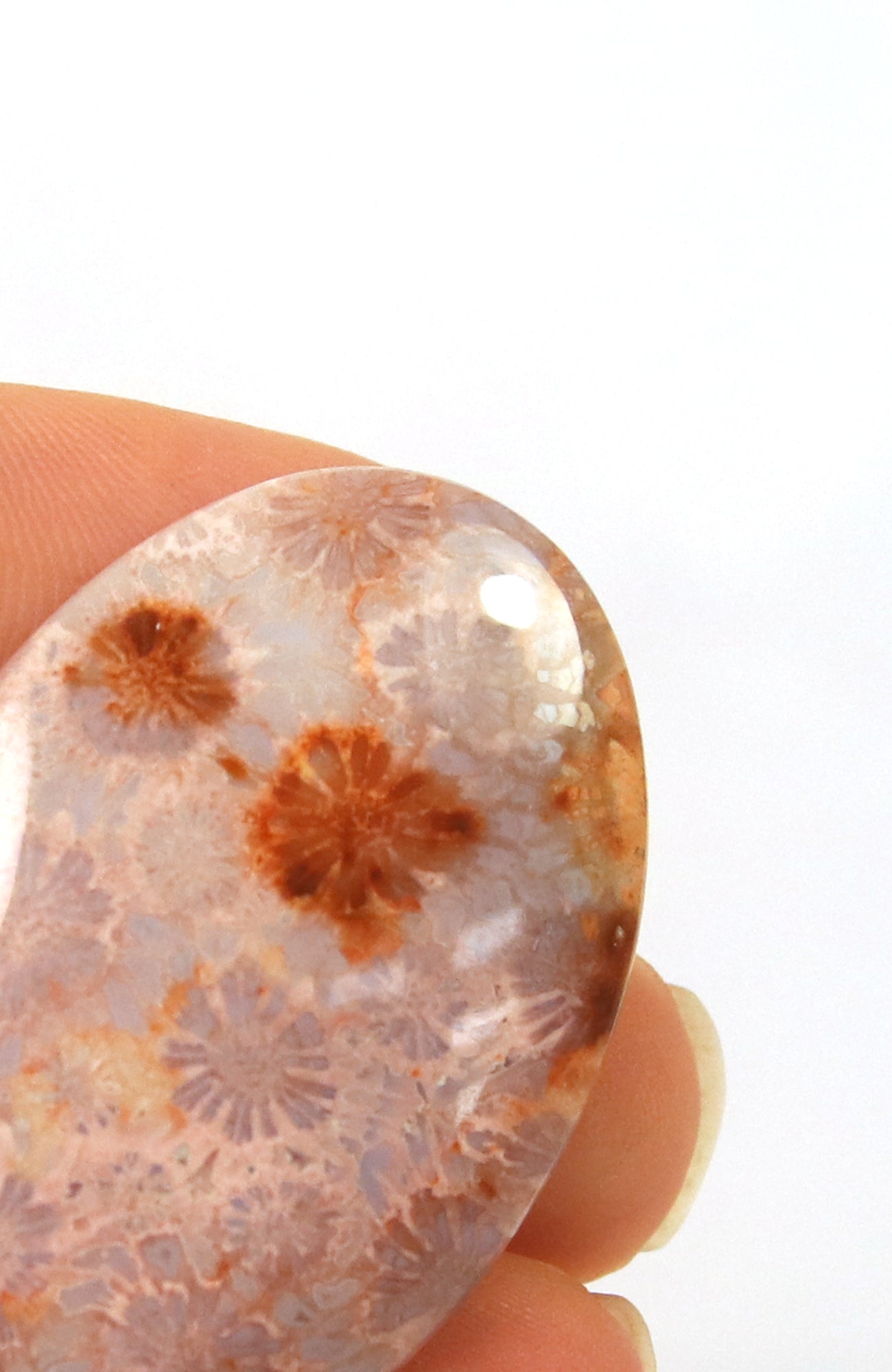 Fossil Coral Cabachon